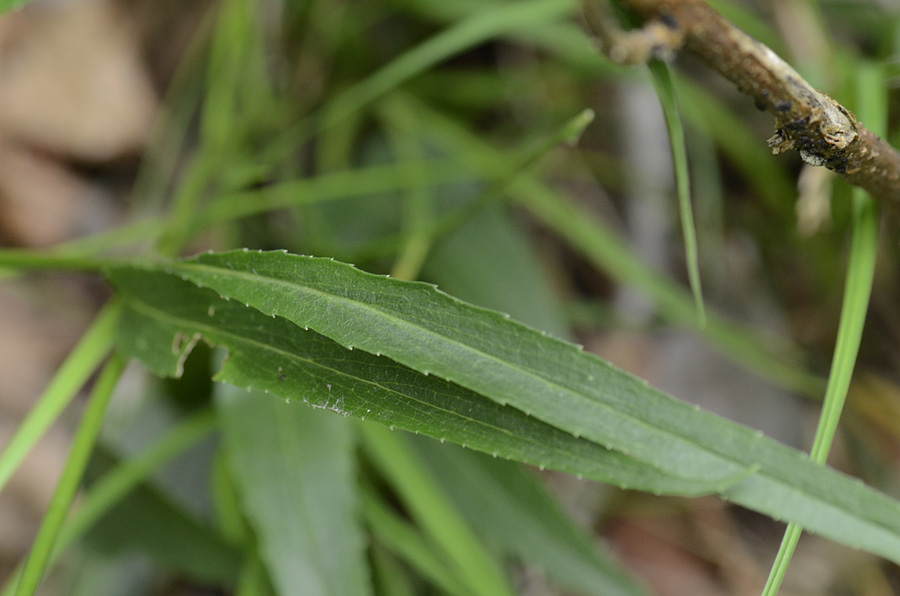 Phyteuma scheuchzeri / Raponzolo di Scheuchzer